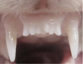 اولین داروی رشد مجدد دندان در جهان به سمت آزمایشات بالینی در ژاپن حرکت می‌کند